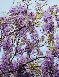 Hong Kong Flower Appreciation | Beautiful blooming of Wisteria at Shenzhen's Qingkuai Tang