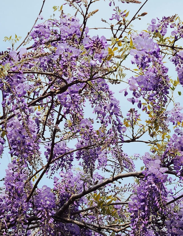 Hong Kong Flower Appreciation | Beautiful blooming of Wisteria at Shenzhen's Qingkuai Tang