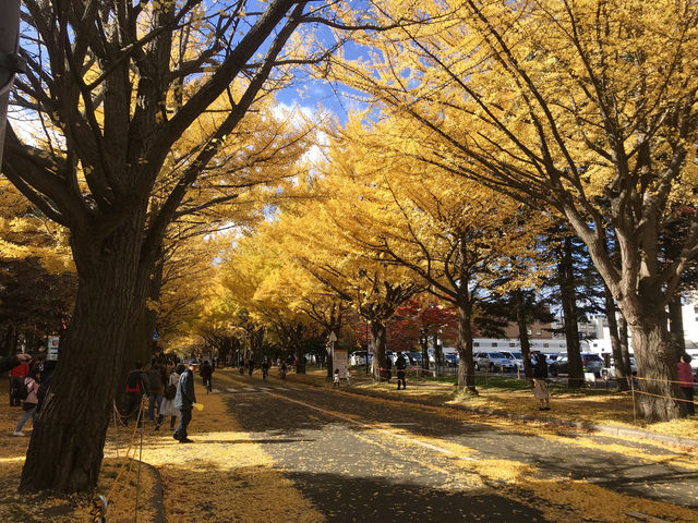 Hokkaido University | Japan's most beautiful university