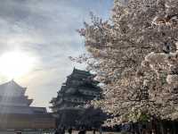 2019 Nagoya's cherry blossoms are in full bloom, as they say, even more beautiful than Kyoto.