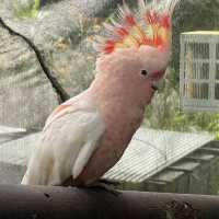 Kuranda Bird World - Cheeky and Colorful