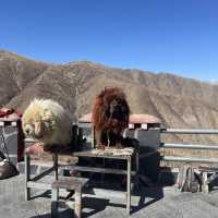 西藏之旅 - 羊卓雍錯｜一顆仙女散落的藍色吊墜靜躺山南