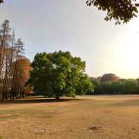 Golden forest 