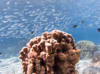 🐠 "Phuket Diving: Unveiling the Wonders of the Underwater World!" 🤿
