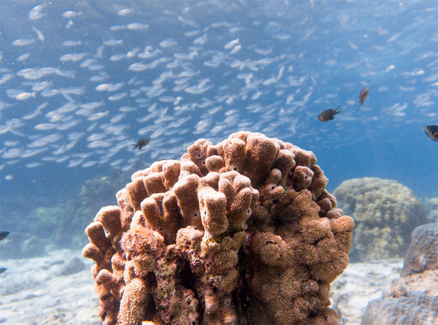 🐠 "Phuket Diving: Unveiling the Wonders of the Underwater World!" 🤿