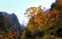 芦山的大深山裡的彩林秘境：大川河