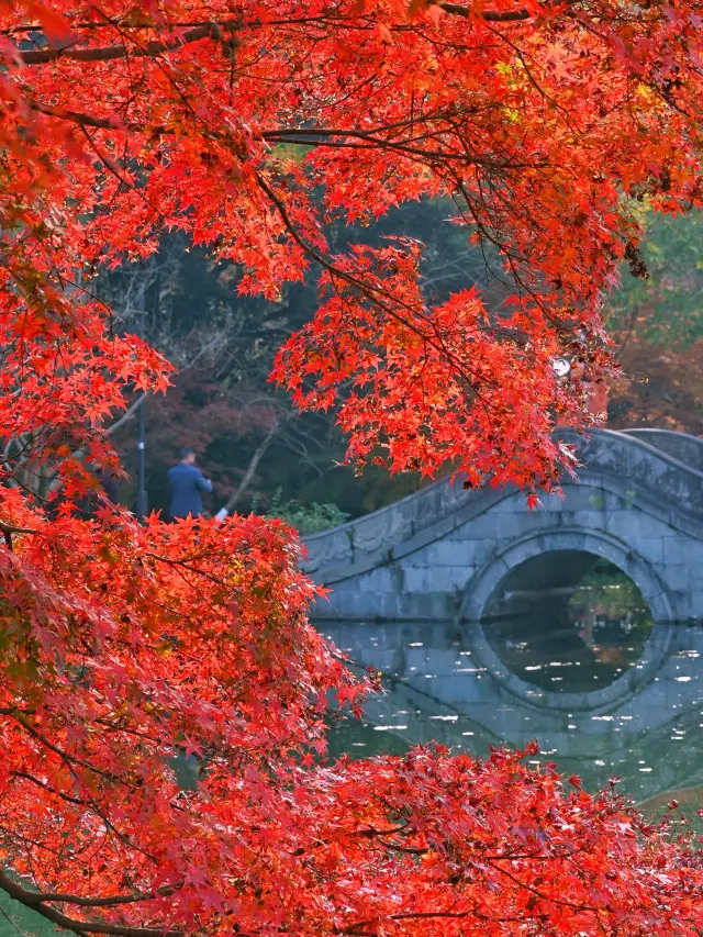 花港觀魚的紅楓美炸了不衝再等一年