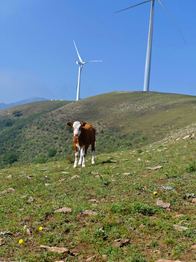 8-9月的豐寧百里天路千松壩景區