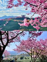 中國最美櫻花景區——“大陸阿里山”