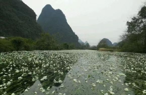 你見過能開花的河嗎？如果沒見過來廣西都安