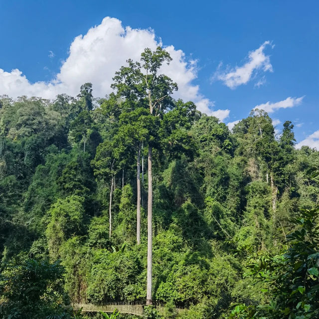 休閒遊，勐臘縣望天樹熱帶雨林國家公園