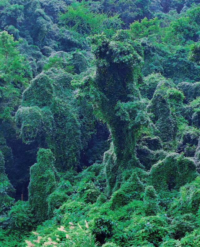 探秘藏在象山縣的綠野仙蹤，打卡黃金海岸沙灘！