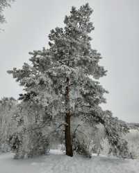 俄羅斯|冬季帶來的的絕色美景