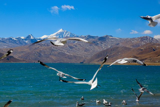 羊湖之旅：與海鷗的邂逅
