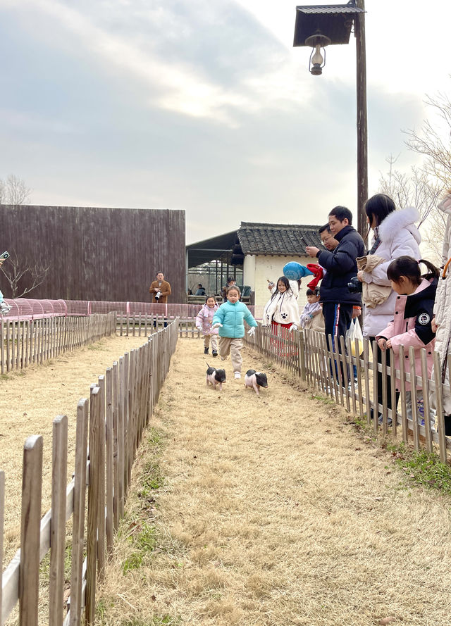 剛回來烏鎮親子遊一定要住隔壁的烏村