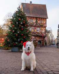 Best of Alsace during Christmas 🎅🎄 Which photo is your fave? ❤️