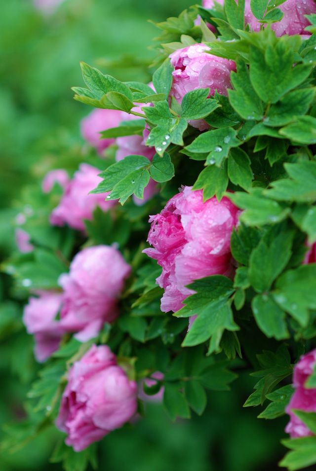 春日裡岱廟拍花賞花指南