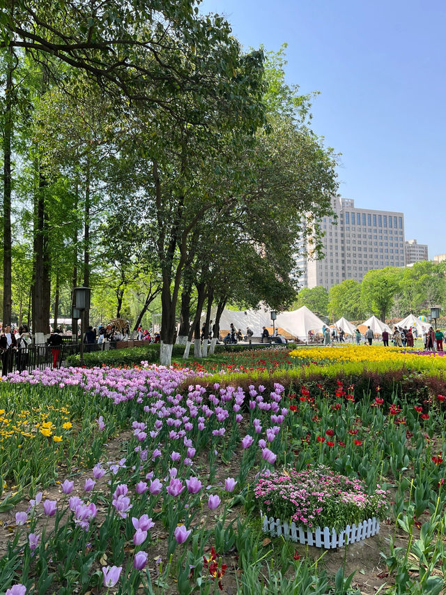 超美的郁金香到來！西安興慶宮公園！