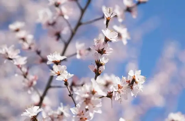 北京東二環の桃の花が咲きました