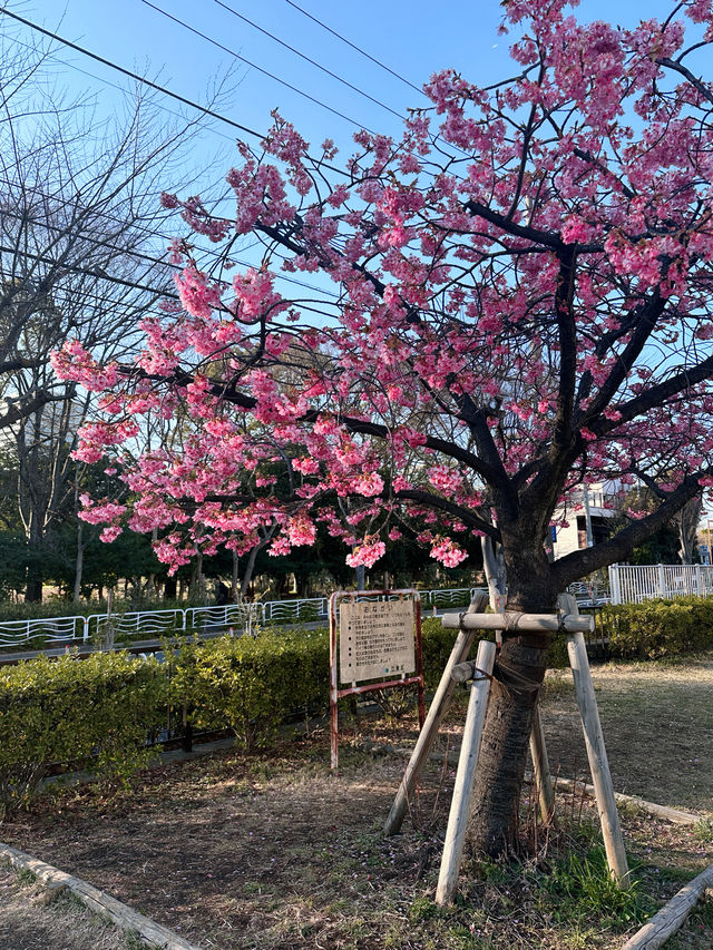 東京 3月賞早櫻必打卡！