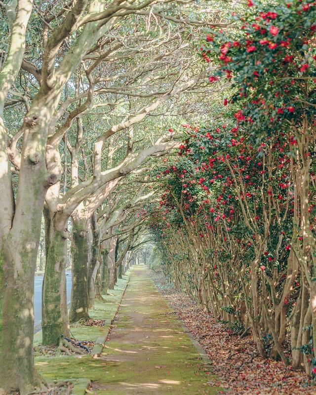 探尋濟州島山茶花海——Castlex 的浪漫之旅