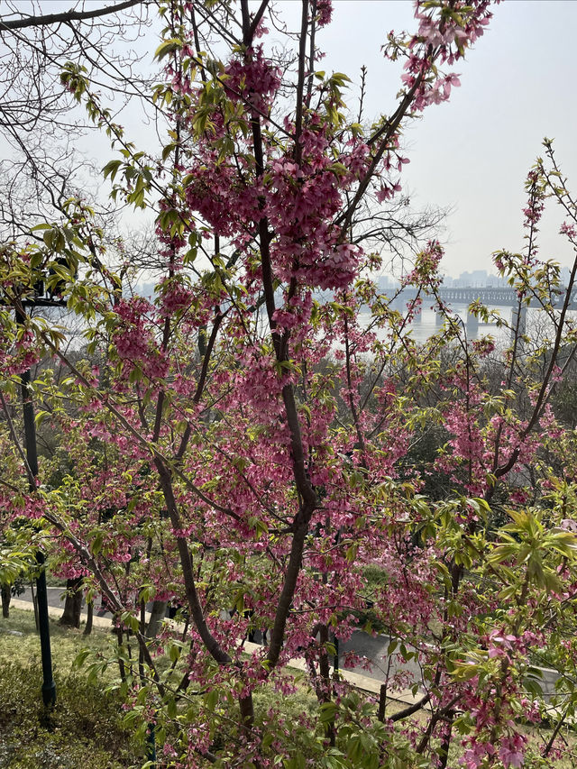 龜山公園的山櫻