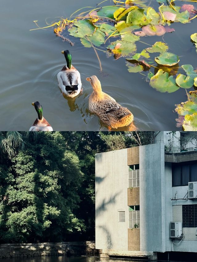 東山湖這樣玩最鬆弛