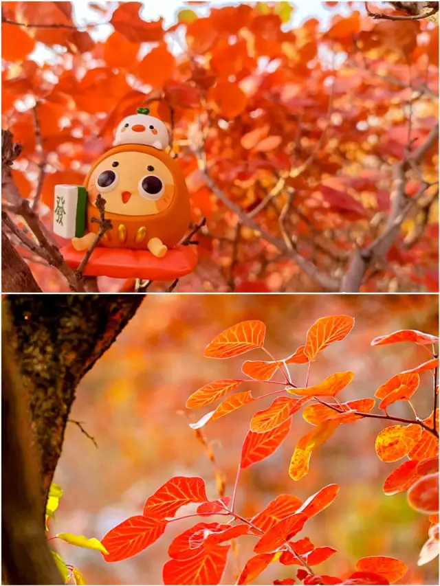 Beijing Autumn Viewing Guide National Geographic Recommends Viewing Red Leaves|||