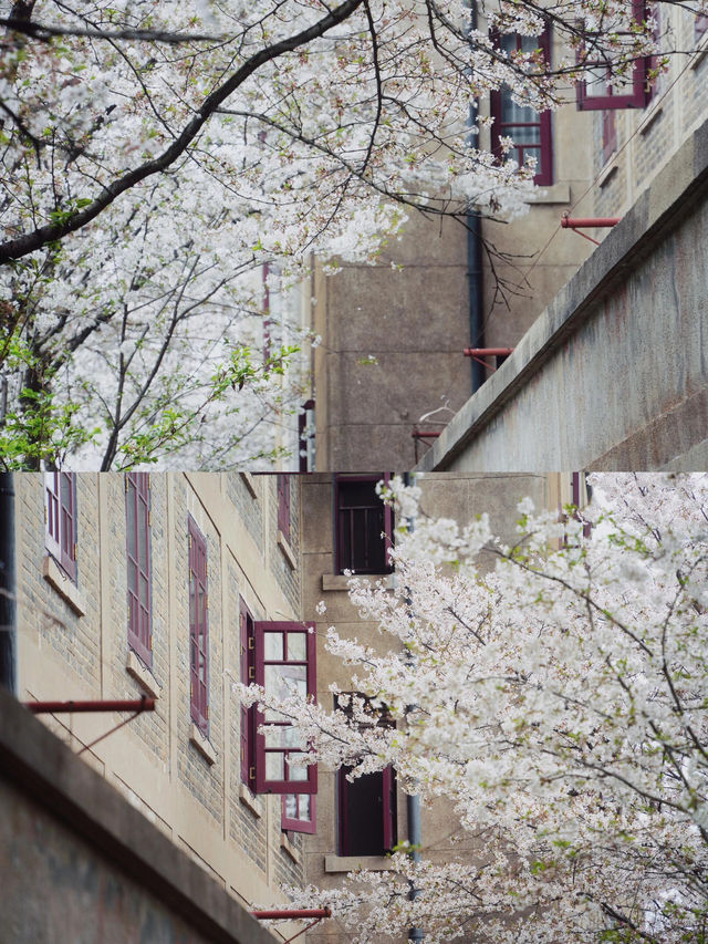 四月在武大，櫻花盛開的季節！