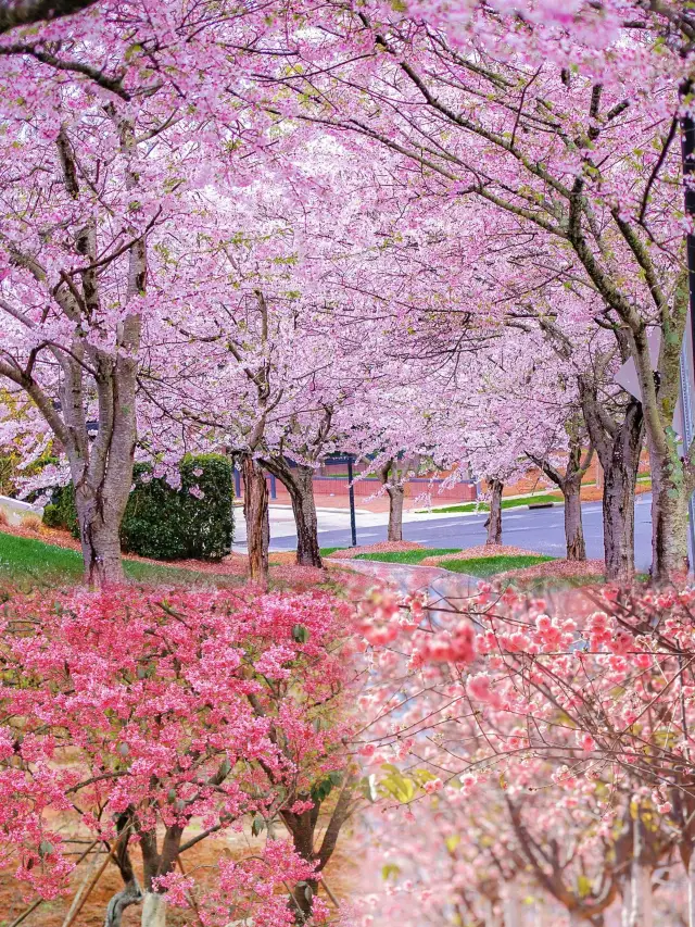 広東省で最大規模の桜の名所が週末1日で往復可能です