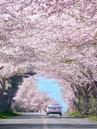 春日限定！西歸浦賞花三日遊，你絕對不能錯過！