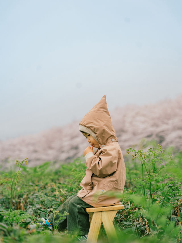 親子出行平壩櫻花遊玩攻略