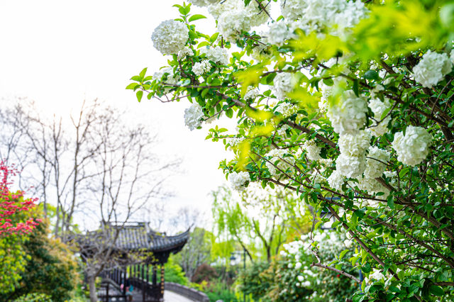 斜風細雨中，杭州湘湖繡球花開正好