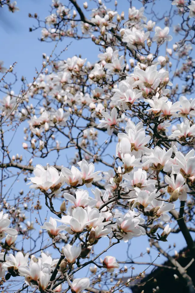 The magnolia flowers at Xiaoyao Ford are truly top-tier