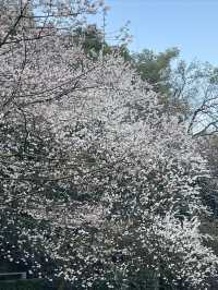 美翻了美翻了,王陵公園賞櫻勝地
