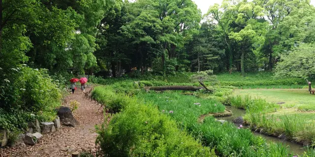 【夏日東京緑】清澄庭園では、回遊山泉の名石と青松が古風を流しています