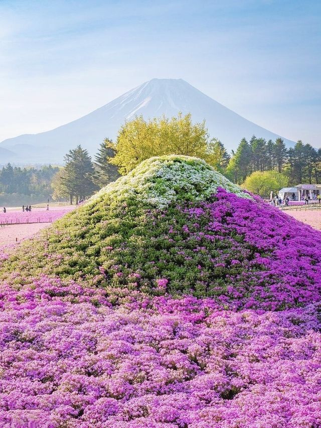 限定!! 富士山下的粉色浪漫~泡 喂天鵝