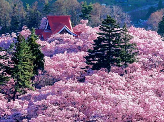 Fun and Stun during Sakura Hanami