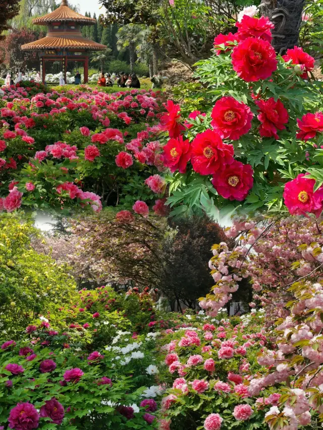 The Ultimate Guide to Enjoying Flower Viewing in China's National Flower Garden