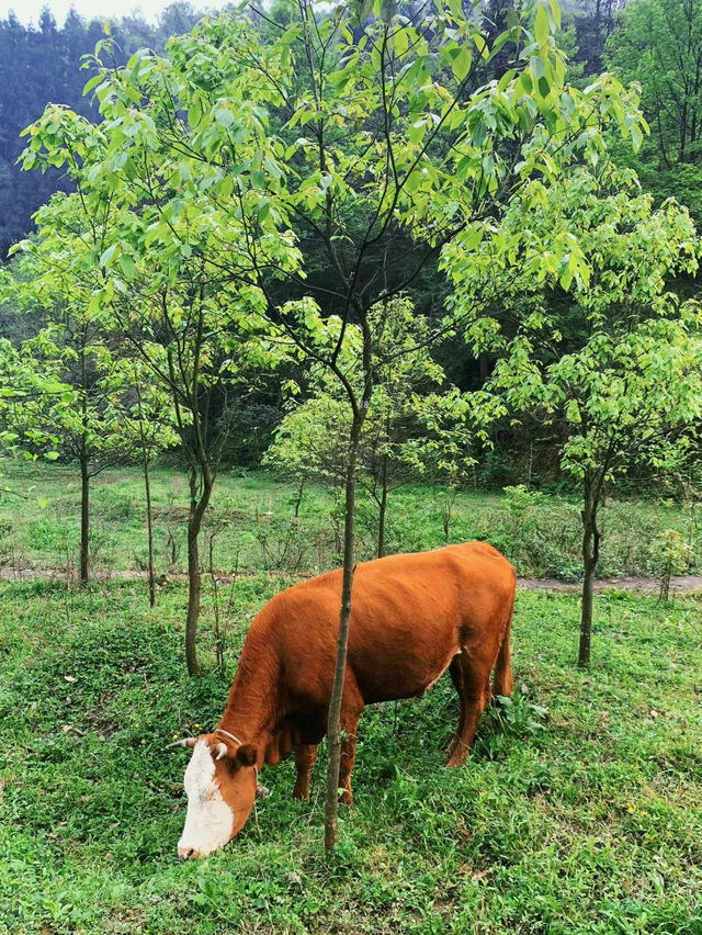 打卡華蓥山