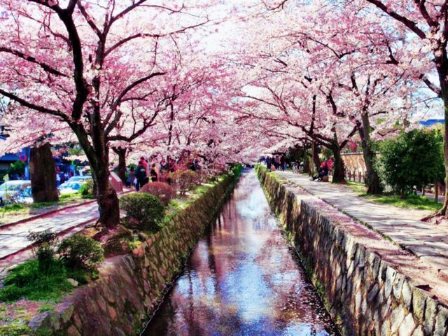 Sakura Meditation