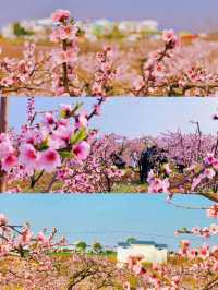 Peach Blossom Season in Hubei 🌸