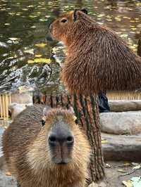卡皮巴拉下班記，上海野生動物園的隱藏版樂趣！