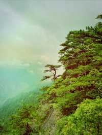 龍泉山絕壁奇松--媲美黃山