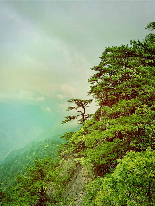 龍泉山絕壁奇松--媲美黃山