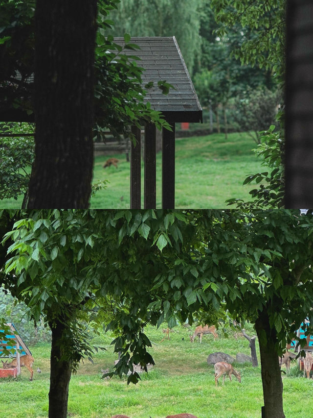 上海的公園已然進階到新高度