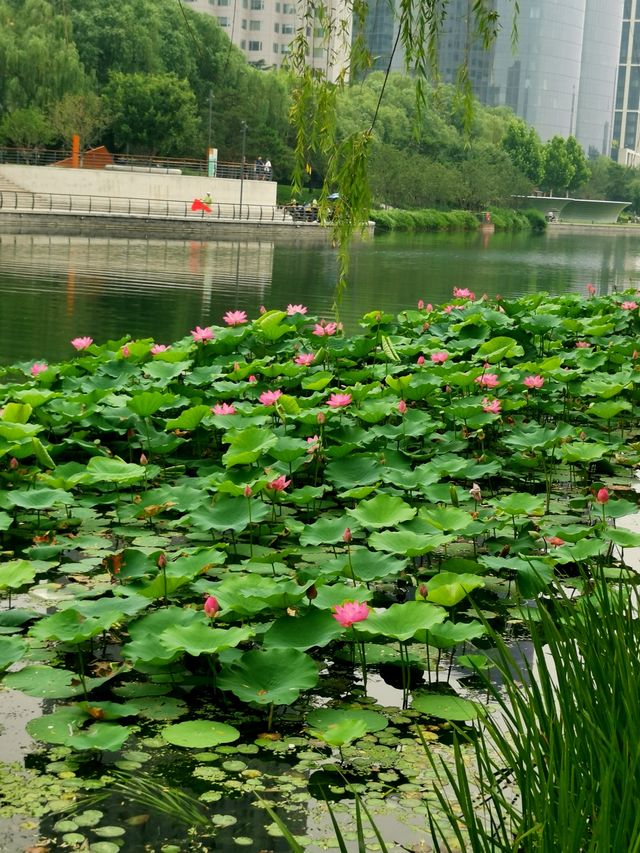 亮馬河國際風情水岸荷花開了~