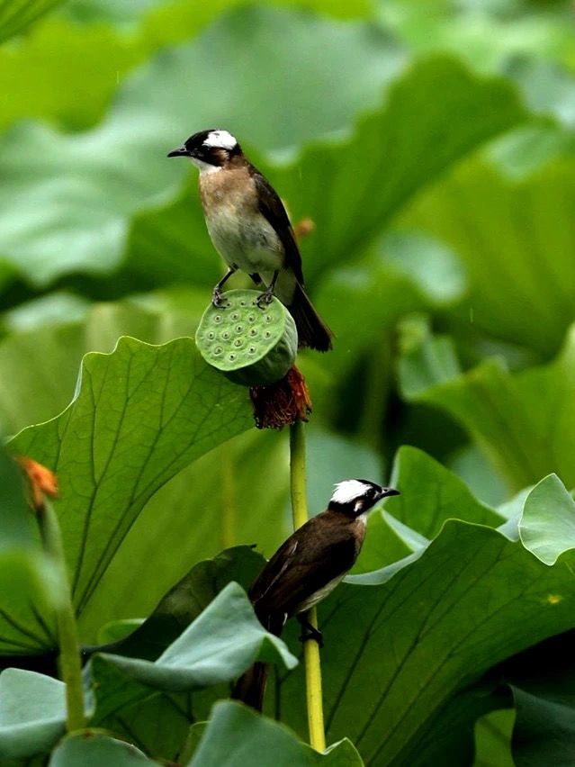 在清晨的莫愁湖夏荷藕遇，群鳥歡唱