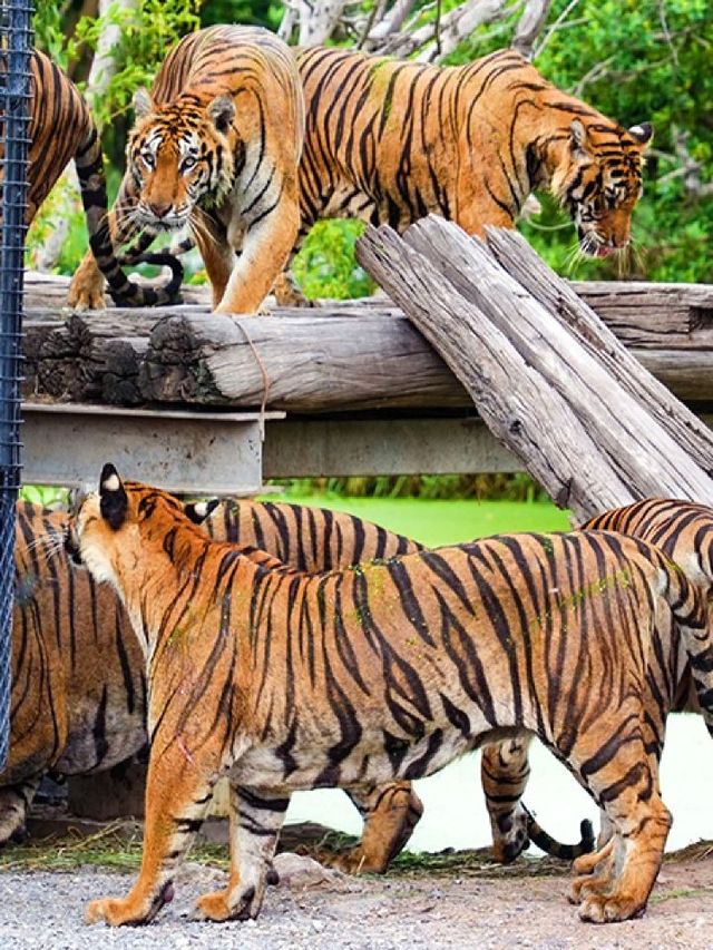🎢🐘 Bangkok's Best: Family Fun at Top Attractions 🏰🎡