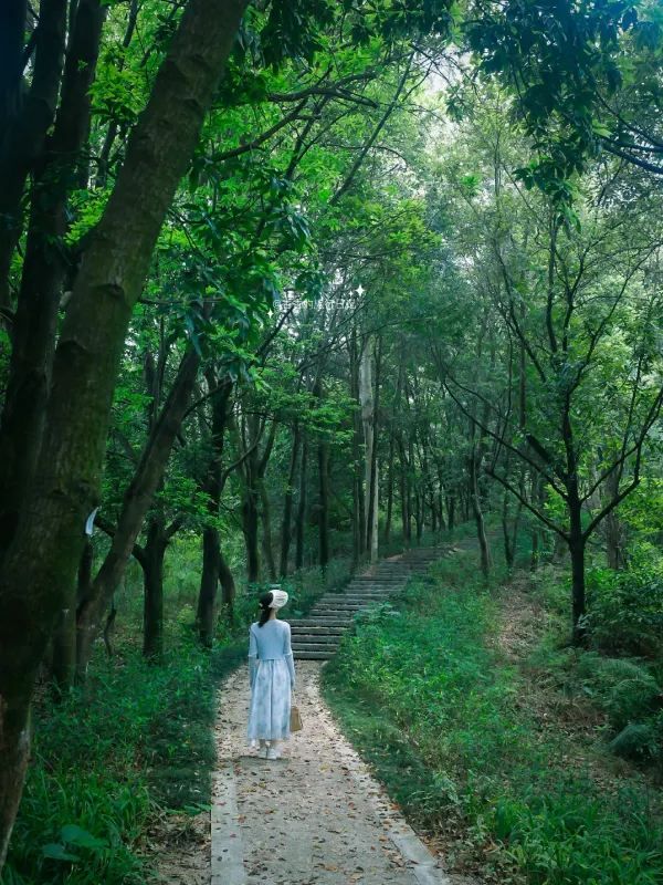 深圳小眾徒步路線，連接公園古鎮的舒適之旅🌳🏘